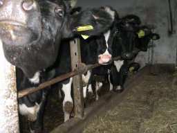 azienda_agricola_la_quadra_16_20150520_1249876505