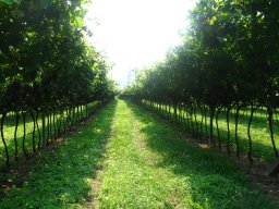 azienda_agricola_la_quadra_19_20150520_1035172940
