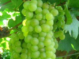 azienda_agricola_la_quadra_20_20150520_1362197744